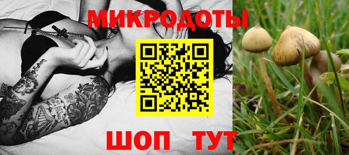 Псилоцибиновые грибы Psilocybine cubensis Ржев